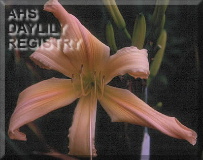 Opalescent Spider AHS image