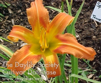 Orange Exotica AHS image
