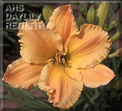 Orange Gold Memory AHS image