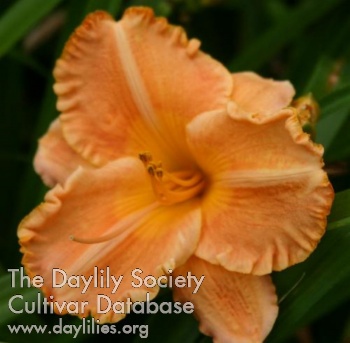 Orange Piecrust AHS image