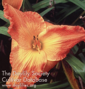 Orange Surf AHS image