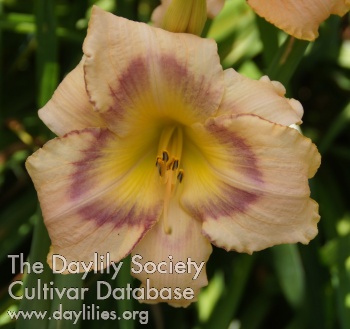 Orchid Champagne AHS image