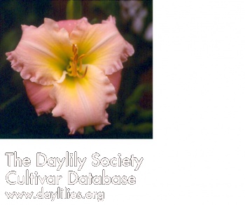 Orchid Harmony