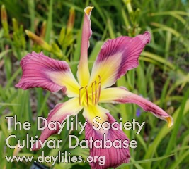 Orchid Moonrise AHS image