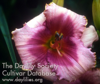 Orchid Safari AHS image