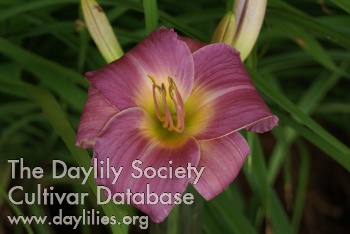 Orchid Wings AHS image