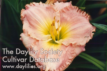 Ornamental Pink AHS image