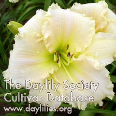 Ornate Ruffles AHS image