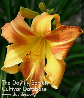 Outrageous Ramona daylily bloom