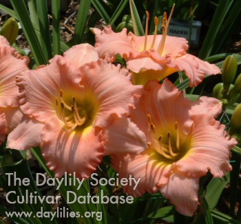 Palladian Pink AHS image