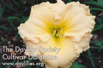 Palomino Ruffles AHS image