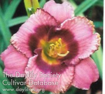Pansy Circle AHS image