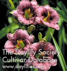 Pasqueflower AHS image