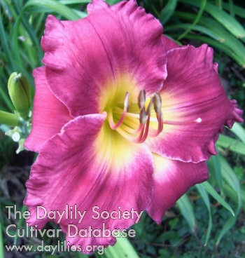 Passionate Adonis AHS image