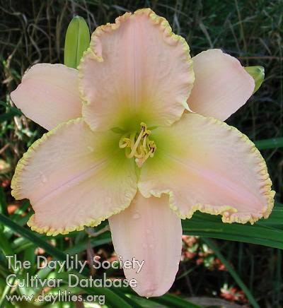 Pastel Prelude AHS image