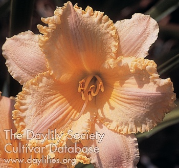 Pastel Serenade AHS image