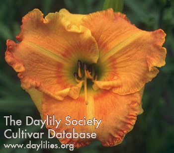 Paul Stout daylily bloom