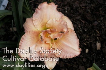 Peach Daiquiri AHS image