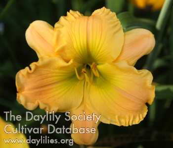 Peach Emerald AHS image