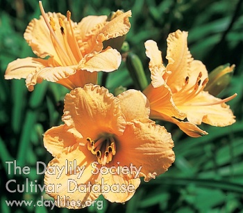 Peach Pebbles AHS image