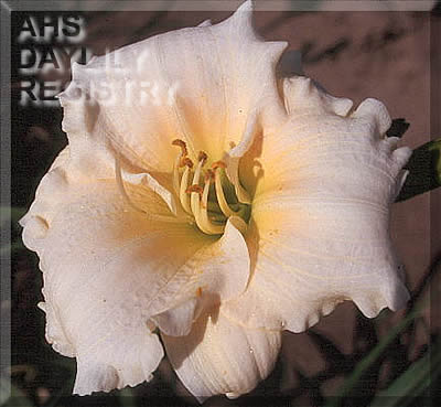 Pearled Dove AHS image