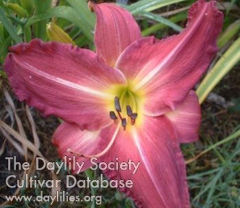 Pemberley AHS image