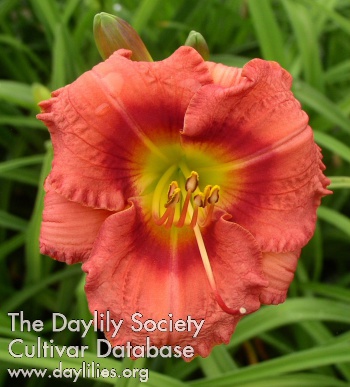Perky Prize AHS image