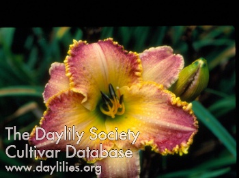 Phil Reilly AHS image