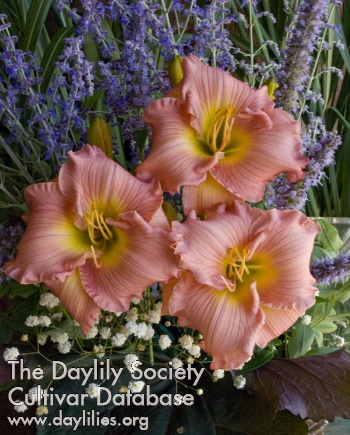 Pink Abundance AHS image