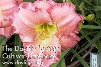 Pink Beacon AHS image