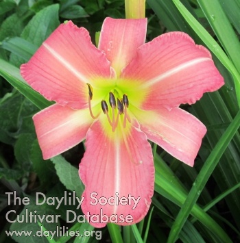 Pink Dazzler