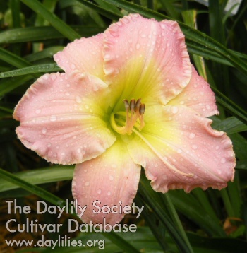 Pink Debutante AHS image