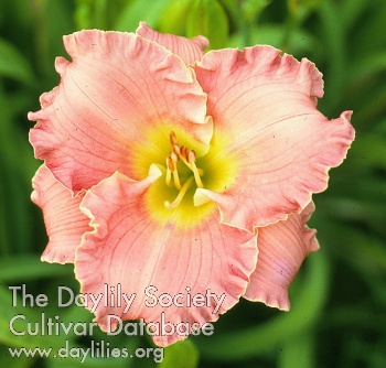 Pink Flower Girl AHS image