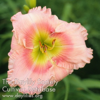 Pink Green Butterfly AHS image