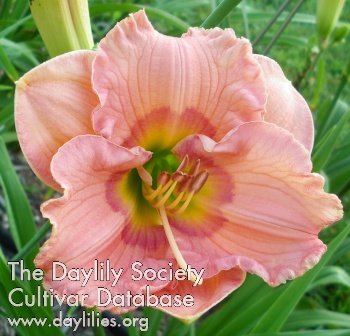 Pink Treat AHS image