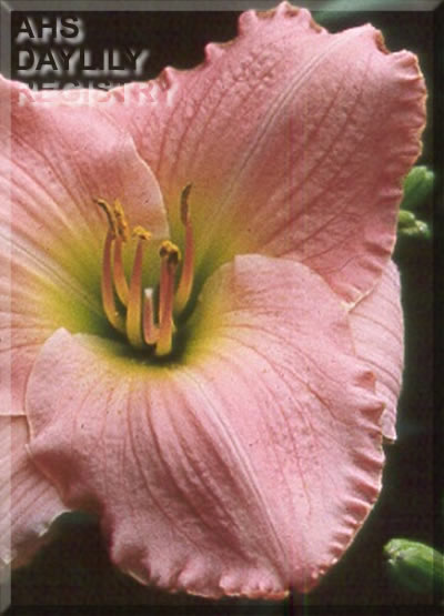 Pink Wedding Gown AHS image