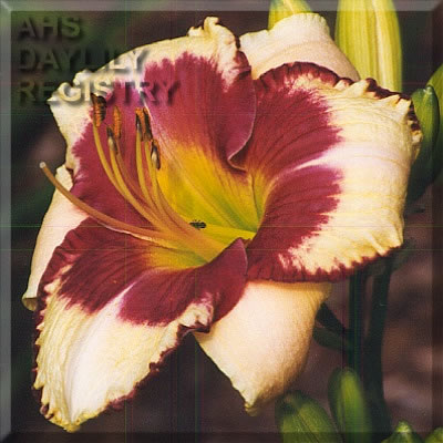 Pirate's Patch AHS image
