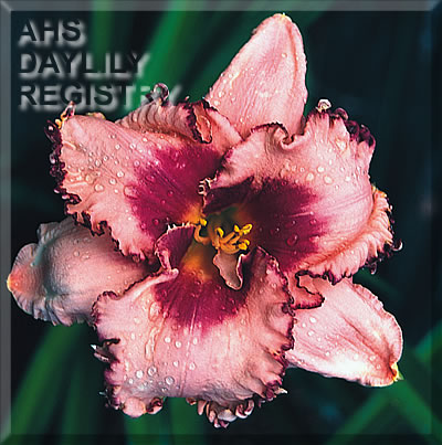 Pirate's Ransom AHS image