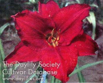Poinciana Regal AHS image