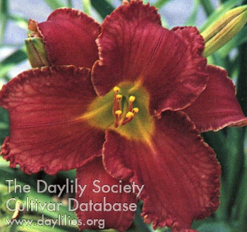 Poinsettia Love AHS image