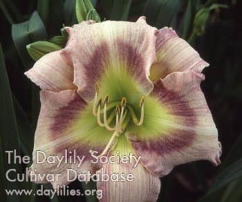 Porcelain Caress AHS image