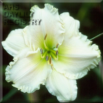 Porcelain Paradise AHS image