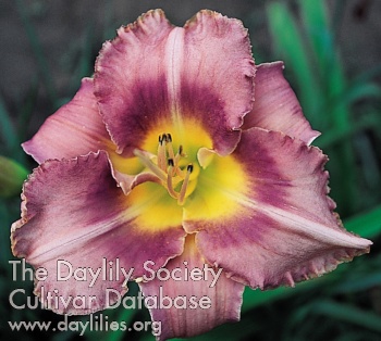 Posh Lavender AHS image