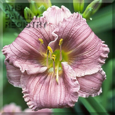 Prairie Night AHS image