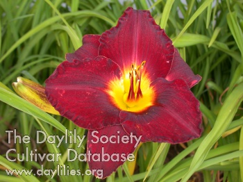 Prairie Storm AHS image