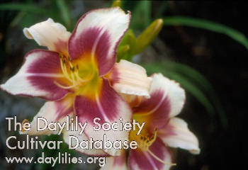 Prize Picotee Multiflora AHS image