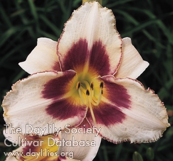 Prize Picotee Petticoat AHS image