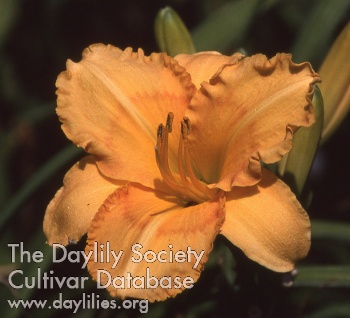Pumpkin Flame AHS image