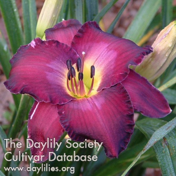 Purple Passage AHS image