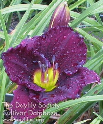 Purple Petite AHS image